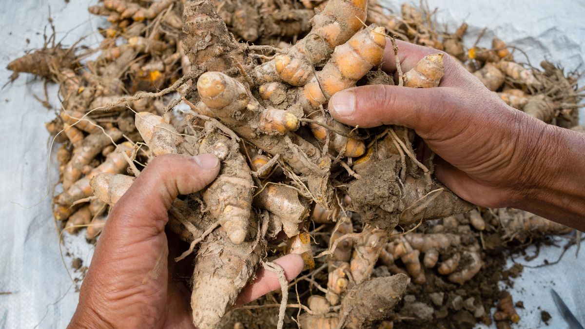 A close up shot of turmeric root . Turmeric is a common spice that comes from the root of Curcuma longa. It contains a chemical called curcumin, which might reduce swelling.
A close up shot of turmeric root . Turmeric is a common spice that comes from the root of Curcuma longa. It contains a chemical called curcumin, which might reduce swelling.
Rupendra Singh Rawat
closeup, shot, hands, turmeric powder, anticancer, curcuma, curcuma aromatica, curcuma domestica, curcumae longa, curcumine, curcuminoids, haldi, haridra, indian saffron, radix curcumae, safran bourbon, dried, curry, powder, medicinal, pigment, longae rhizoma, herbal, aroma, flavor, indian, curative, healthy, fresh, aromatic, raw, flavour, golden
