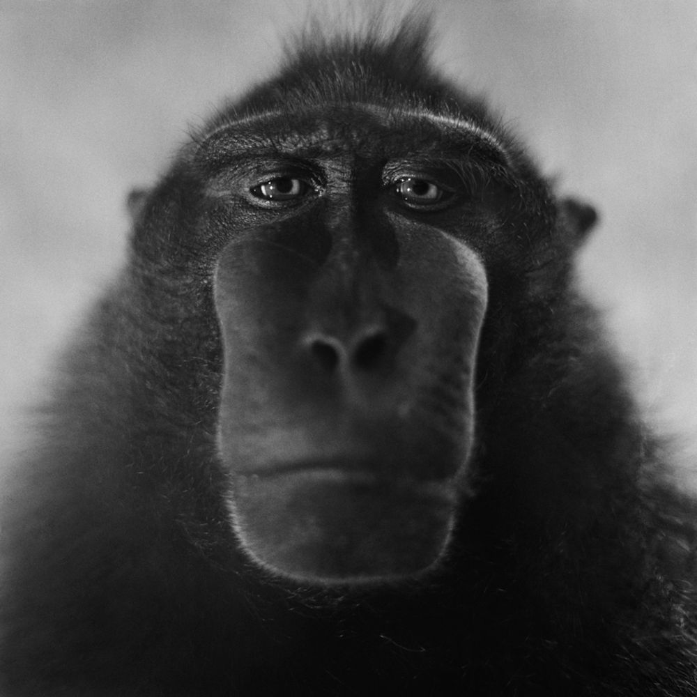 Bardziej ludzkie od ludzi. Wyjątkowe portrety zwierząt autorstwa Jacka Kusza [wywiad] 10