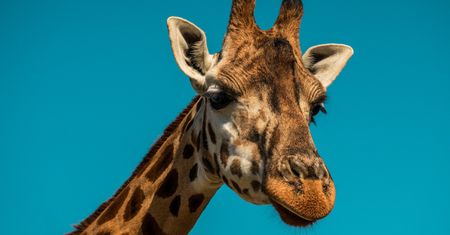 Tragedia w zoo. Żyrafa złamała sobie kark!