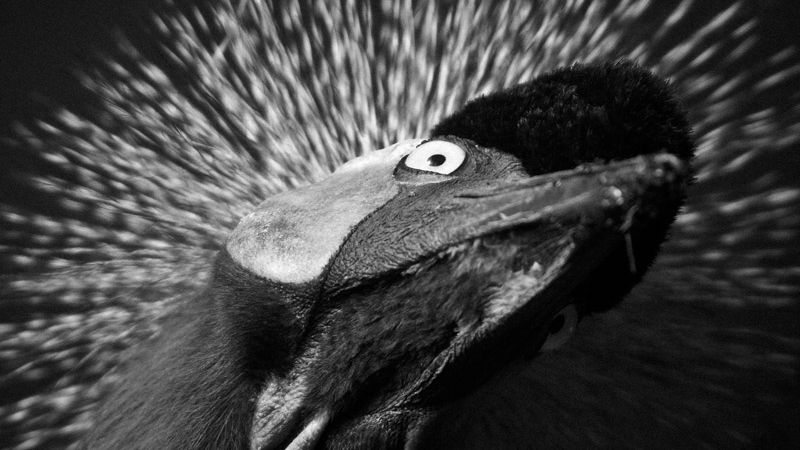 Laurent Baheux ujął charakter Afryki w czarno-białych portretach zwierząt 1
