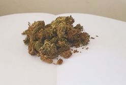 Znaleźli 300 kg narkotyków. Wielka akcja CBŚP