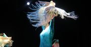 Legnica: Ogniste rytmy flamenco w Sali Maneżowej