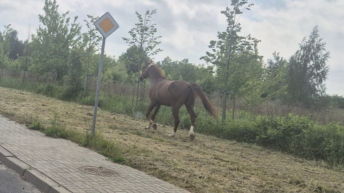 Koń biegający po ulicach Lublina