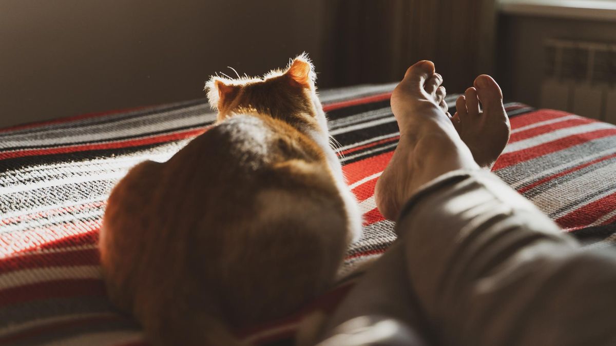 Dlaczego koty śpią w nogach?