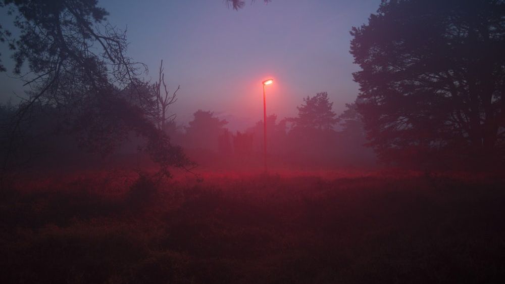 Jak zwalczać komary? Wystarczy sprowadzić ich naturalnych wrogów 1