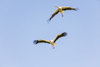 Już lecą. Zmierzają do Polski wcześniej niż zwykle