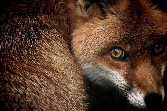 10 lat konkursu British Wildlife Photography Awads. Oto najlepsze zdjęcia 8