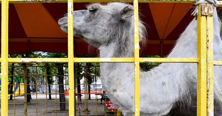 Koniec z męczeniem. Francja zakazuje dzikich zwierząt w cyrkach