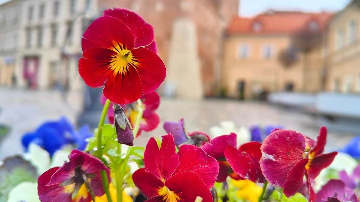 Kwiaty z miejskich nasadzeń za darmo
