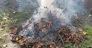 Czy można spalać suche liście i gałęzie na działce? Lepiej uważaj