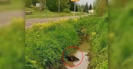 Półżywy pies leżał w rowie pełnym wody. Ktoś go potrącił, trwa walka o jego życie