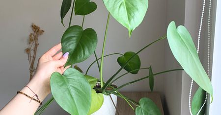 Moja monstera wciąż ma nowe listki. Ty wyrzucasz, ja robię z tego perfekcyjny nawóz