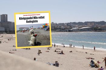 Niecodzienny ratownik. Pudel Nilo strzeże plażowiczów