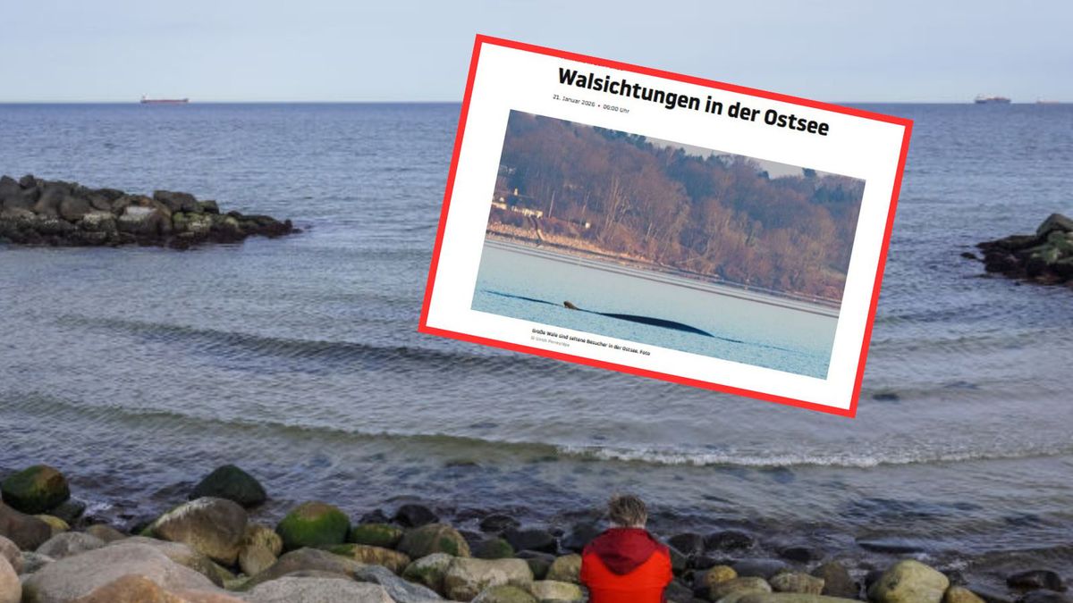 Wieloryb na Bałtyku