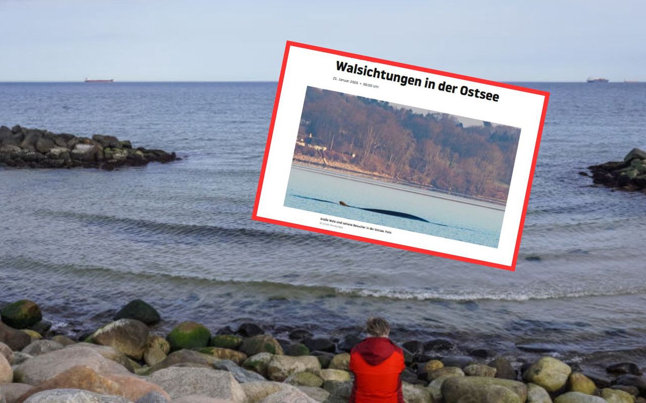 Niemcy zobaczyli go na Bałtyku. "Rzadki widok"