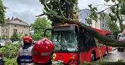 Akcja służb w Żywcu. Drzewo runęło na autobus