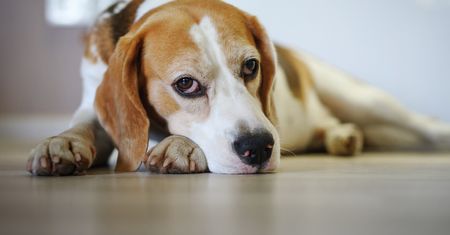 Tych psów nie zostawiaj samych w domu. Na liście kilka popularnych ras