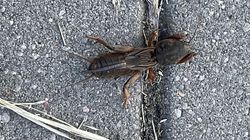 Turkuć podjadek. Niepozorny owad, który może narazić cię na tężec