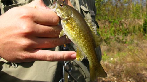 Korzystasz z e-banku? Nie daj się złapać na nową sztuczkę cyberoszustów 1