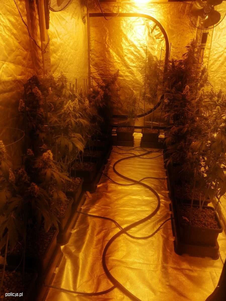 Kryminalni zlikwidowali wytwórnię narkotyków w salonie tatuażu.