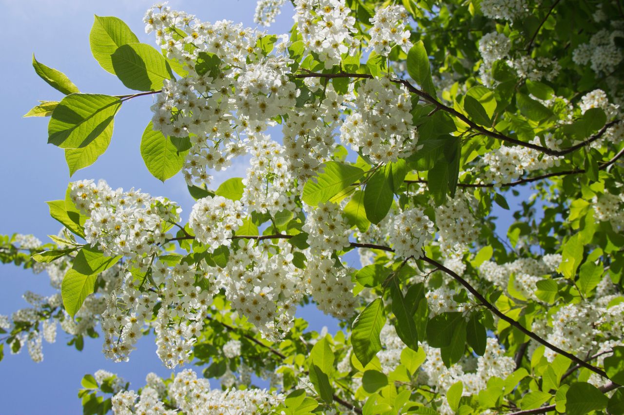 Blooming common bird cherry