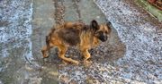 Koło: Pies w fatalnym stanie. Sprawa może trafić do sądu