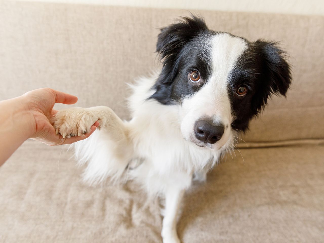 The dog often gives its paw to the owner during petting.