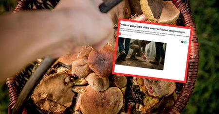 "Złoto polskich lasów" warte 4 tys. euro. Turcy piszą o gąsce sosnowej