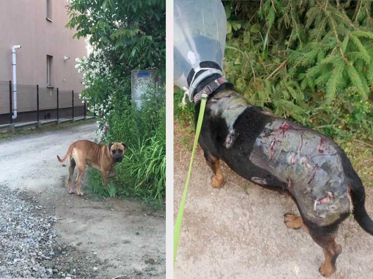 Agresywny pies atakuje i zagryza inne zwierzęta. Mieszkańcy obawiają się, że dojdzie do tragedii