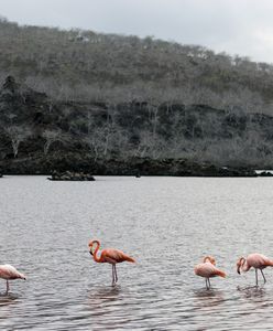 Galapagos. Leonardo DiCaprio przekaże miliony na ratowanie przyrody