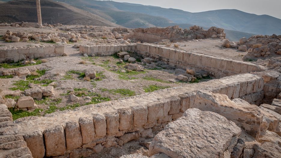 Machaerus - zdjęcie ilustracyjne