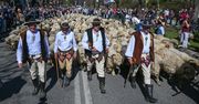 Owce opanowały centrum Zakopanego. Tradycyjny redyk bacy Klusia przyciągnął tłum turystów