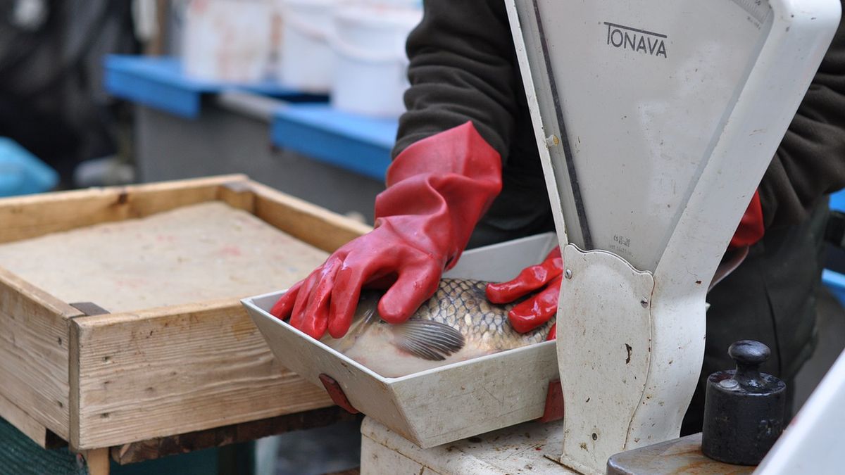 Karpie w tym roku kosztowały średnio 14 zł za kilogram. Karp w płatach to wydatek 29 zł za kilogram