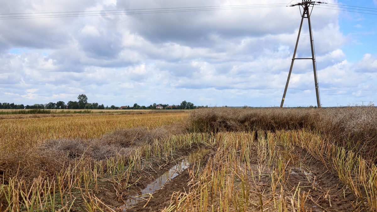 Skutki ulew na Żuławach