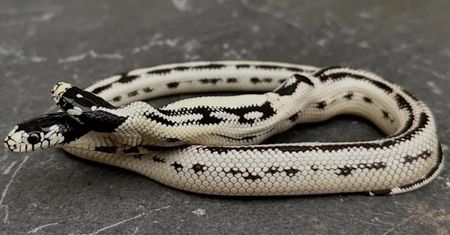 W Kalifornii żyje dwugłowy wąż. Piszą o bliźniakach syjamskich