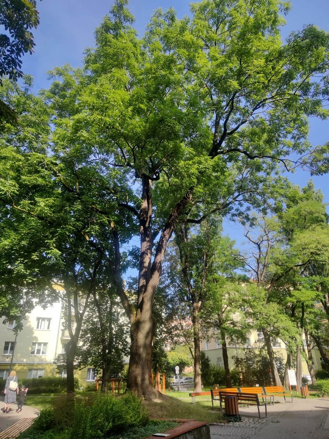 Jesion na ul. Sowińskiego