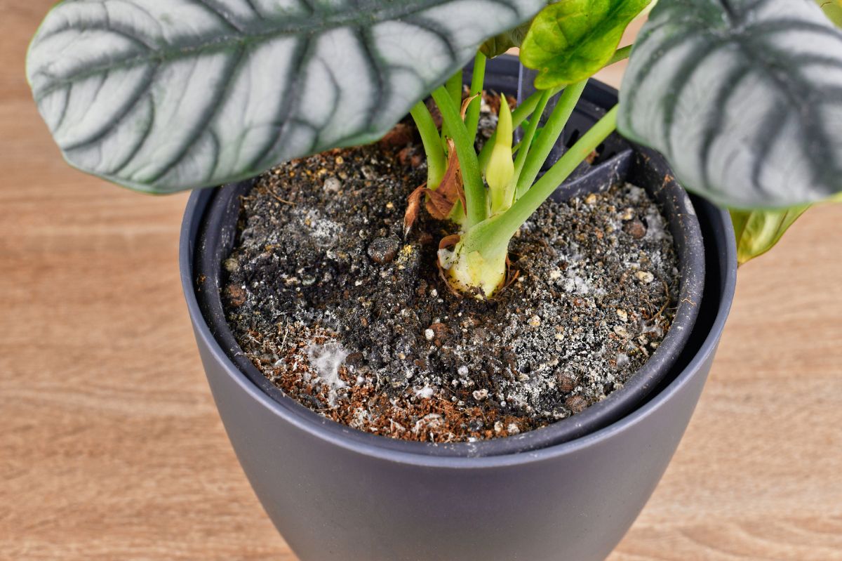 White residue in the flowerpot: How to tackle it?