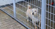 Łęczyca: Nawet 1500 zł za adopcję psa ze schroniska