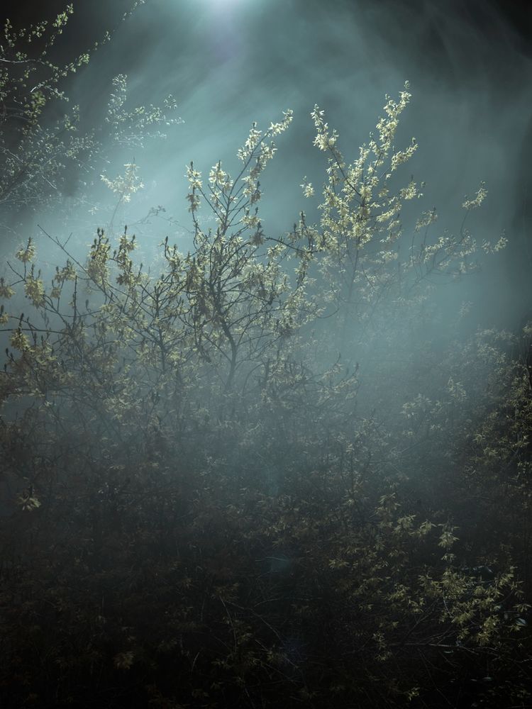 Piękno XIX-wiecznych obrazów natury przeniesione na pole fotografii w projekcie "Blossom" 9