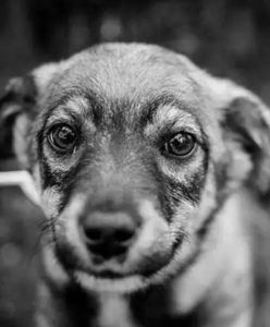 Bił łańcuchem, kopał i szarpał. Wszystko widział świadek