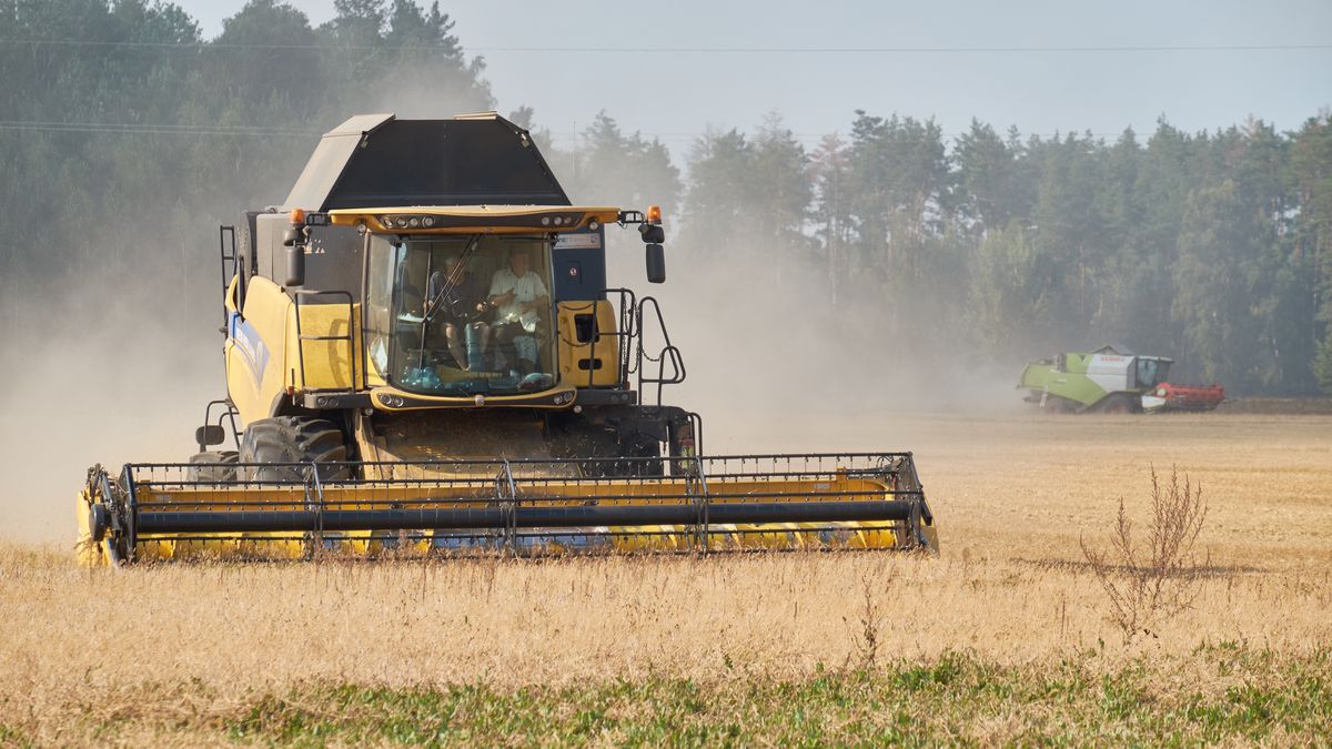 Żniwa pod Czernichowem na północy Ukrainy, 30 sierpnia 2023 roku