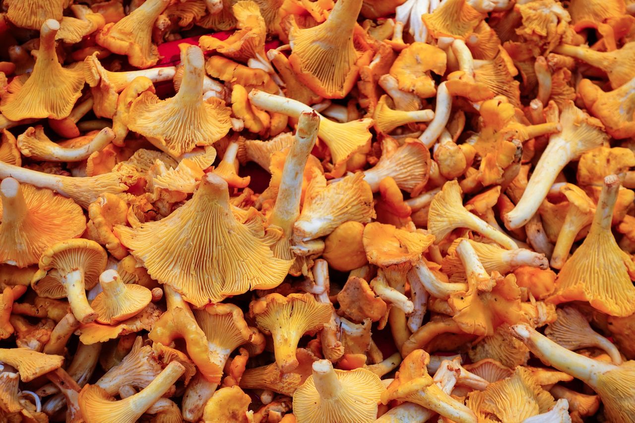 Są bardzo podobne do kurek. Nawet grzybiarzom zdarza się je pomylić