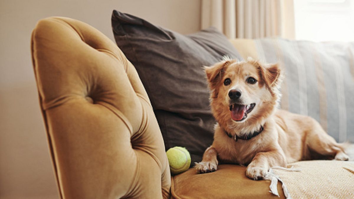 Pies zdradził swojego właściciela.