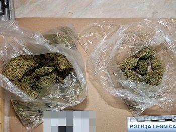 Legnica: Blisko 200 porcji marihuany u mieszkańca