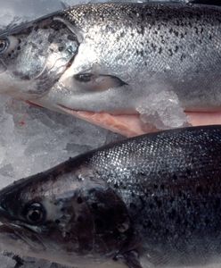 Norwegia. Miliony łososi padły z powodu kwitnienia alg. Ceny idą w górę 