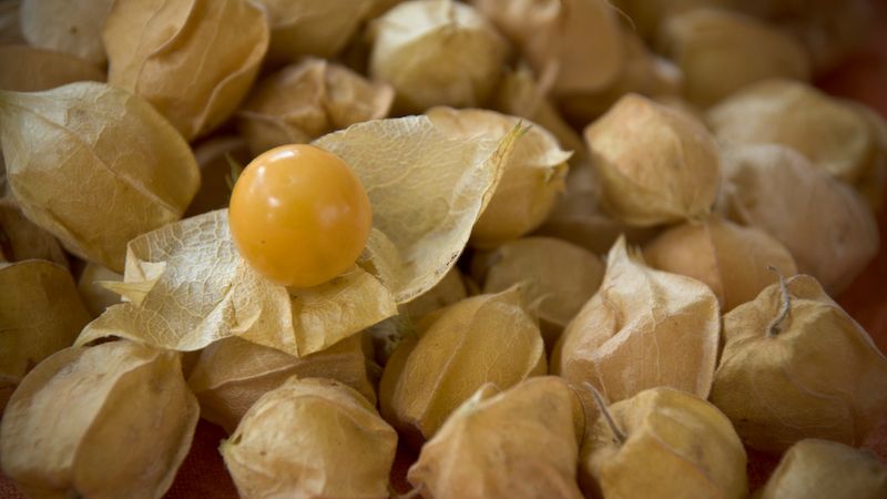 Miechunka - właściwości, zastosowanie