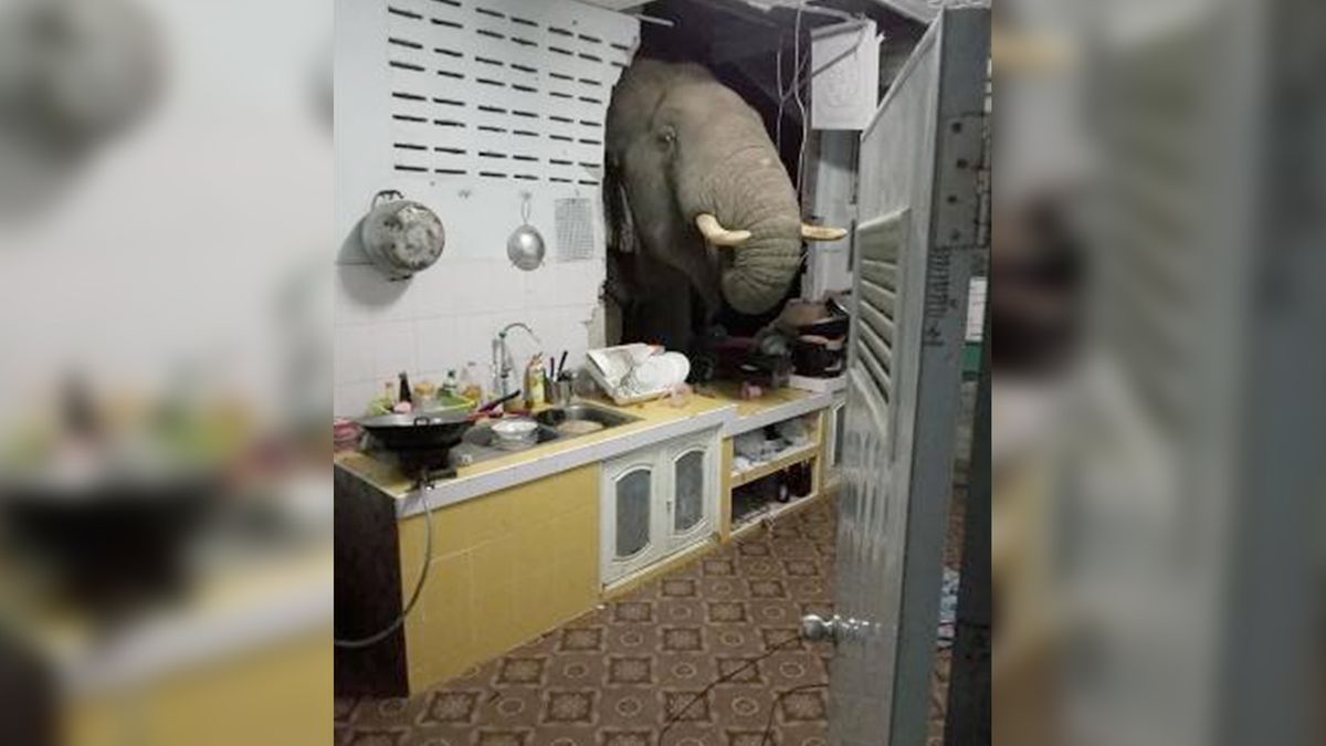 Ten film zaskoczył świat. Dlaczego słoń wprosił się do kuchni? 1