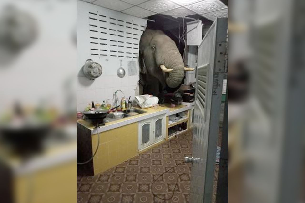 Ten film zaskoczył świat. Dlaczego słoń wprosił się do kuchni?