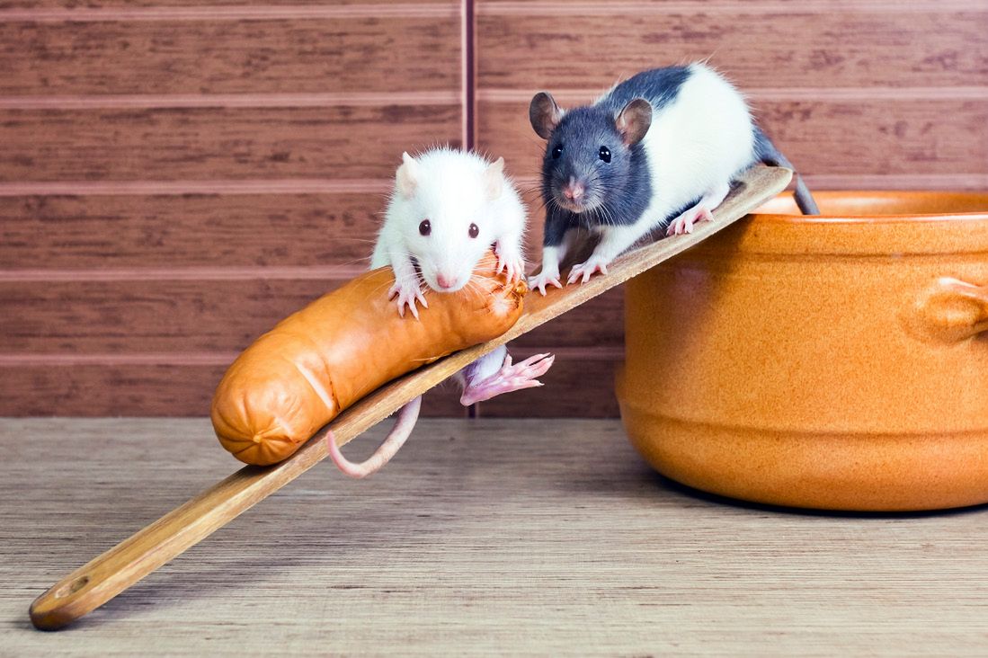 Władcy marionetek: interfejs mózg-mózg pozwala na zdalne sterowanie szczurami