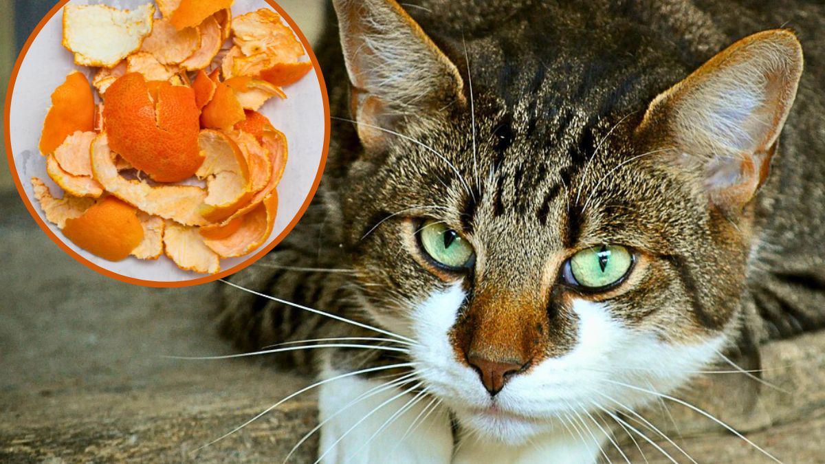 Skórki mandarynki nigdy nie wyrzucam do kosza